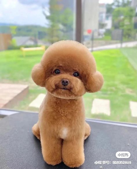 Poodle Cuts Pet Grooming, Haircut With Braids, Puppy Hairstyles, Toy Poodle Haircut Teddy Bears, Toy Poodle Puppy Cut, Miniature Poodle Haircuts, Poodle Teddy Bear Cut, Poodle Puppy Cut, Toy Poodle Haircut