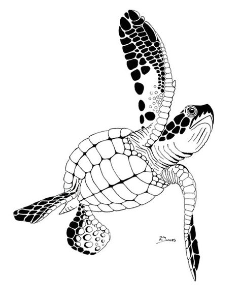 Field Herp Forum • View topic - Herp Art Sea Turtle Outline, Graphic Stencil, Sea Turtle Tattoos, Turtle Symbol, Arte Haida, Turtle Tattoos, Turtle Graphic, Sea Turtle Tattoo, Tattoo Animal