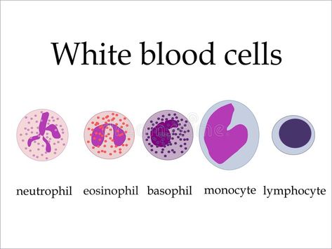 High Blood Sugar Remedies, Low Blood Sugar Symptoms, Low White Blood Cells, Cell Diagram, White Blood Cell, Lower Blood Sugar Naturally, Basic Anatomy And Physiology, Medical Student Study, Medical Laboratory Science