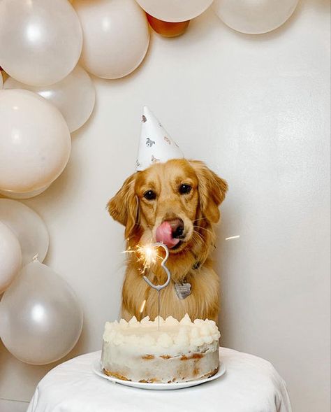 Meaty Bubbles Dog Bday Photoshoot, Dog Birthday Shoot, Muffin Birthday, Doggie Birthday Party, Dog Birthday Photoshoot, Dog Birthday Pictures, Puppy Photoshoot, Dog First Birthday, Pet Treats Recipes