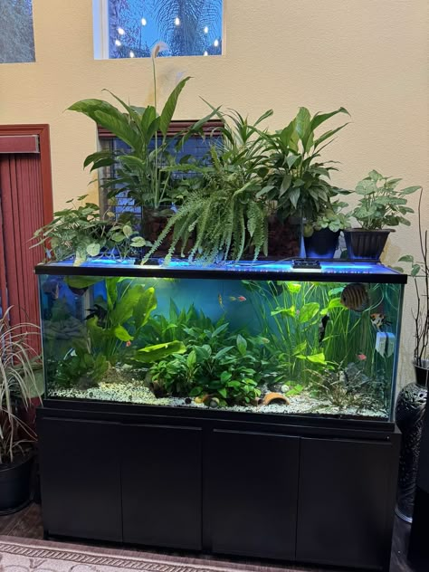 Bioactive Aquarium, 40 Gallon Fish Tank Ideas, Large Fish Tank Ideas, 40 Gallon Aquarium Ideas, 75 Gallon Aquarium Ideas, Hydroponic Fish Tank, Community Fish Tank, Cool Fish Tank Decorations, Fish Tank Wall