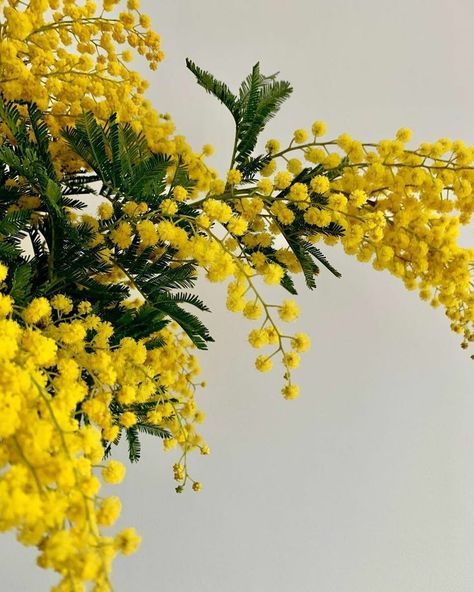 Collection Board, Mimosa Flower, Australian Flowers, Easter Flowers, Flower Plates, Flowers Plants, Orange Flowers, Mimosa, Flower Shop