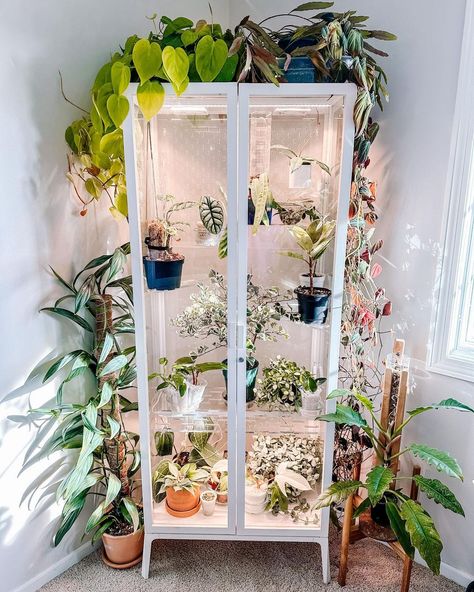 Ikea Milsbo Greenhouse, Ikea Milsbo Cabinet, Milsbo Greenhouse, Milsbo Cabinet, Plant Girl Aesthetic, Ikea Milsbo, Bunny Ear Cactus, Low Light House Plants, نباتات منزلية