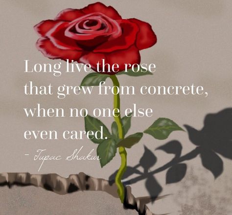 The Rose that grew from the concrete!! Cap Decor Ideas, Brick Books, Paint Lessons, Concrete Rose, Daphne Bridgerton, Aesthetic Drawings, Worthy Of Love, Short Text, 36th Birthday