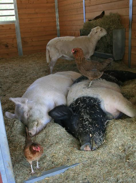 Happy Farm Animals. Adorable. I swear the pigs are smiling. Maybe from the great rooster back massage. Pigs Farm, Farm Pigs, Pig Farm, Happy Farm, Future Farms, Animals Friendship, Animal Sanctuary, Chickens And Roosters, Chicken Farm