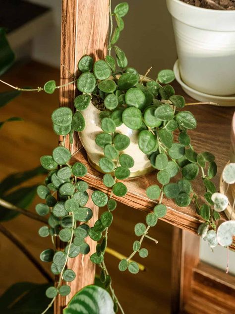 Wax Plant Hoya, Rare Hoya Plant Varieties, House Plant Aesthetic, Cool House Plants, Cute House Plants, Funky Plants, Houseplants Aesthetic, Unique House Plants, Hoya Serpens