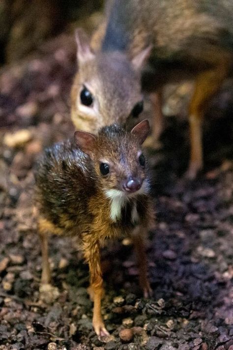 Antylopa mysia. Zooborns mouse deer Mouse Deer, Animals Pictures, Mule Deer, Unusual Animals, Manx, Like Animals, Animals Of The World, Cute Creatures, Sweet Animals