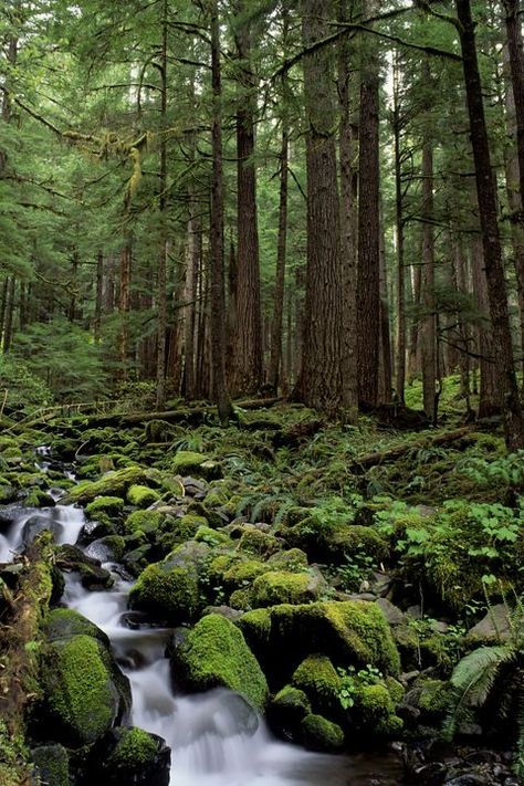 Unknown Creatures, Mossy Rocks, World Most Beautiful Place, Travel Humor, Places In The World, Amazon Rainforest, Wild Nature, Green Nature, Beautiful Places In The World