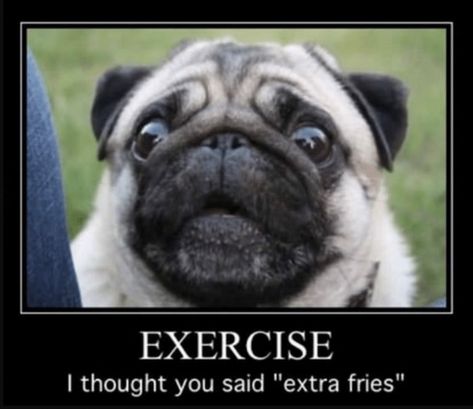 43 Funny Pug Jokes for All Dog Lovers (THE BEST PUG PUNS) Pug Quotes, Anjing Pug, Funny Bunny, Funny Dog Memes, A Pug, Pug Puppies, Pugs Funny, Cute Pugs, Memes Humor