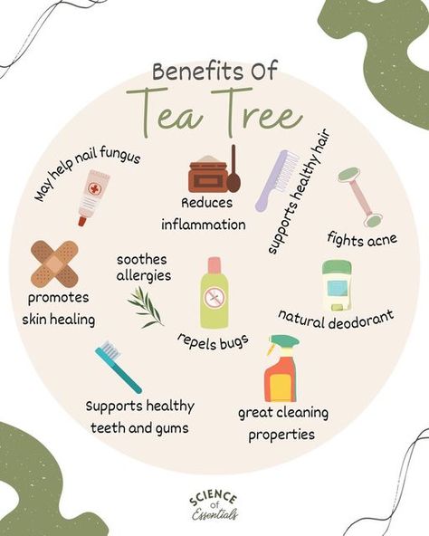 Holly | Essential Oil Education on Instagram: "Who is a tea tree oil fan??? 🙋🏻‍♀️ I think tea tree essential oil was the first essential oil I ever owned. Many many years ago, I knew about its powerful benefits for blemishes, dandruff and athletes foot and was always pleased by how well it worked! Tea tree essential oil, also known as melaleuca, is one of the most well-known essential oils. In history, it was widely used as an antiseptic agent. Today, tea tree oil has multiple scientifically Body Oil Benefits, Tea Tree Essential Oil Benefits, Tea Tree Benefits, Tea Tree Oil Benefits, Tea Tree Oil Uses, Oils For Dandruff, Essential Oil Education, Diy Essential Oil Recipes, Fertility Diet