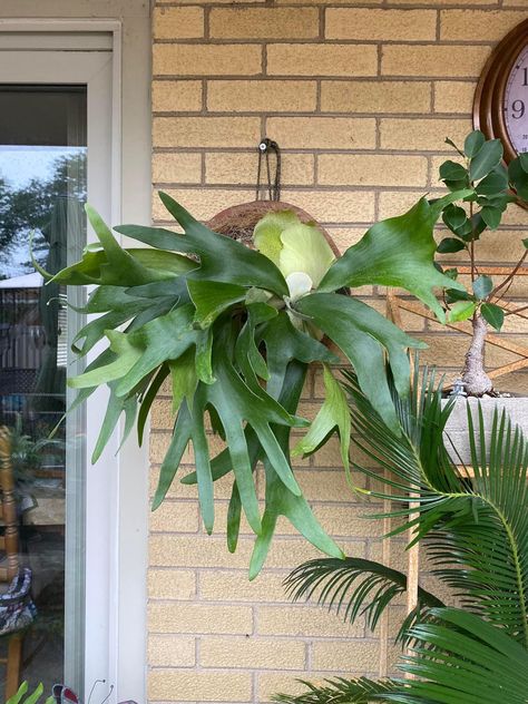 Stag Horn Fern, Gift Wishlist, Staghorn Fern, Plant Decor Indoor, Dream Style, First Week, Backyards, Go Outside, Plant Decor