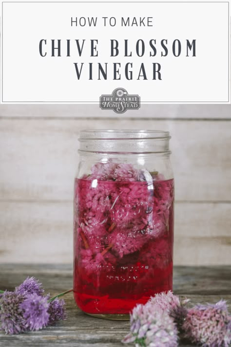 Chive Blossom Vinegar Recipe • The Prairie Homestead The Prairie Homestead, Spring Harvest, Flavored Vinegars, Types Of Vinegar, Chive Blossom, Prairie Homestead, Homemade French Fries, Harvest Basket, Garden Harvest