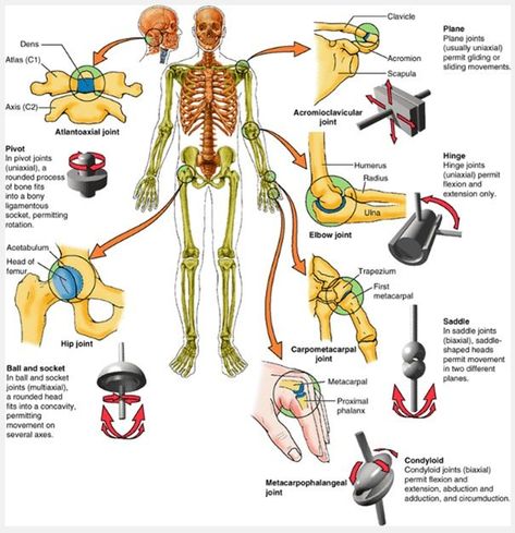 Types of joints in the human body Types Of Joints, Apologia Anatomy, Facial Massage Steps, Human Joints, Joints Anatomy, The Skeletal System, Anatomy Chart, Physical Therapy Assistant, Pregnancy Massage