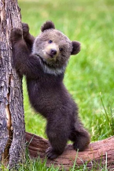 Like cute baby pics? Good. crazy cute captures below... Baby Black Bear, Photo Ours, Dekoratívne Vence, Black Bear Cub, Regnul Animal, Dangerous Animals, Bear Pictures, Bear Cub, Bear Cubs