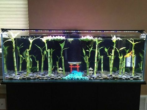 Unique Fish Tanks, Tori Gate, Goldfish Aquarium, Fish Tank Themes, Wall Aquarium, Fish Tank Terrarium, Marimo Moss, Diy Fish Tank, Fish Tank Design