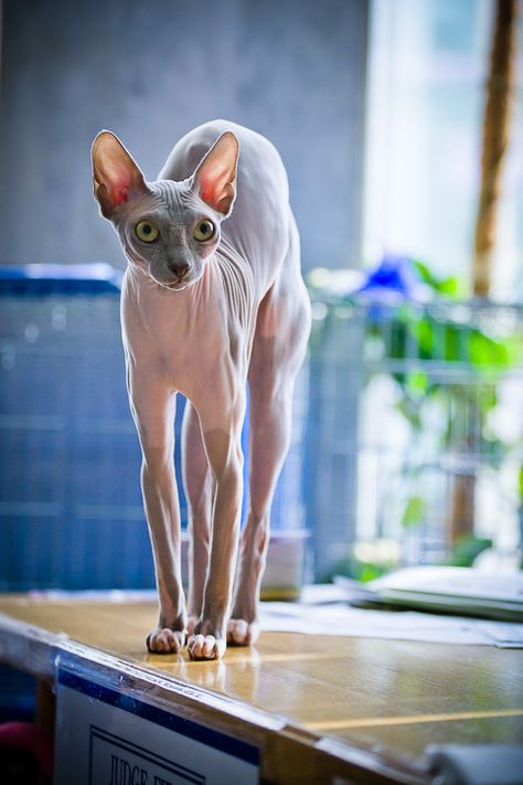 Cats Anatomy, Cynotype Images, Feline Drawing, Medieval Cats, Hairless Cats, Real Animals, Devon Rex Cats, Magical Nature, Sphinx Cat