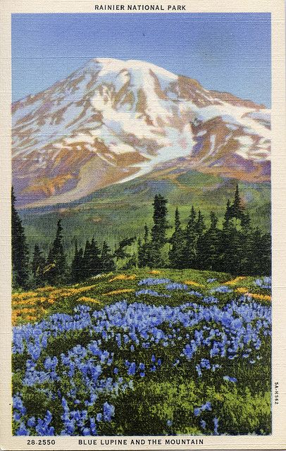 Mt Rainier postcard Blue Lupine, Posters Dorm, Vintage Postcards Travel, Dorm Posters, Mount Rainier National Park, Travel Postcard, Mt Rainier, Rainier National Park, Nature Posters