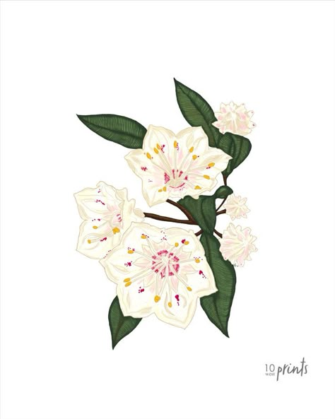 A cluster of mountain laurels on a white background. Digital downloads available in 5x7, 8x10, 11x14, 16x20 & 18x24. Mountain Laurel Tattoo Simple, Laurel Flower Tattoo, Montana Flower Tattoo, Colorado Flower Tattoo, Mountain Laurel Tattoo, Mountain Laurel Flower Tattoo, Mountain Laurel Drawing, Cup Reference, Mountain Laurel Illustration