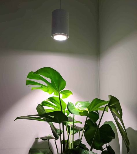 Indoor Grow Light Ideas, Plant Grow Light, Indoor Grow Lights, Best Grow Lights, Plant Window, Grow Light Bulbs, Grow Lights For Plants, Interior Plants, Plant Aesthetic