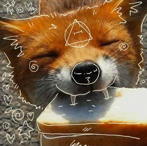 Fox Background, Adorable Baby Animals, Dragon Moon, Fox Drawing, Fox Pictures, Fluffy Kittens, Silly Cats Pictures, Pretty Animals, Animal Masks