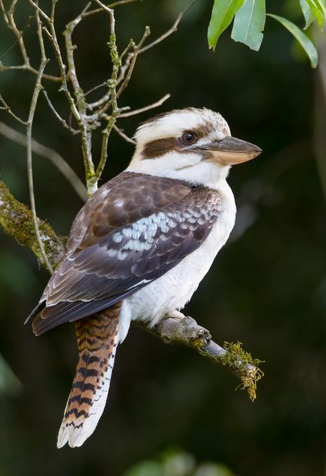 Laughing Kookaburra (Dacelo novaeguineae) Australian Kookaburra, Kookaburra Photography, Laughing Kookaburra, Kookaburra Wings Outback, Kookaburra Tattoo Design, Australian Birds Drawings, Kookaburra Craft, Kookaburra Painting, Kookaburra Drawing