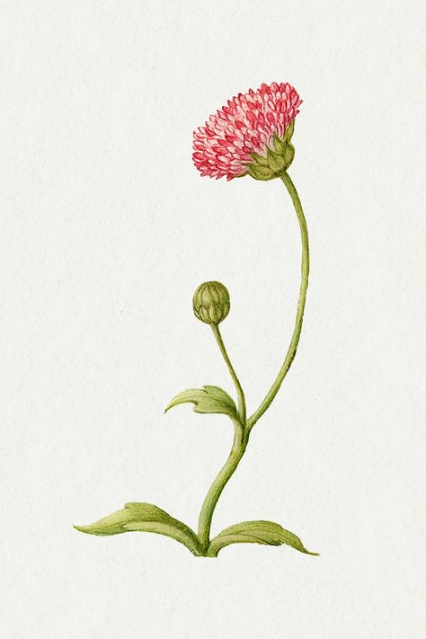 Blooming pink English daisy flower hand drawn illustration | free image by rawpixel.com / Aom Woraluck English Daisy, Podcast Cover, Spring Song, Free Illustration Images, Antique Artwork, Hand Drawn Illustration, Idea Board, Drawn Illustration, Flower Bud