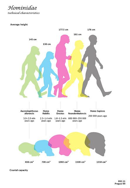 NEANDERTALS NEEDED LARGER BRAINS THAN WE HAVE. Society and computers do much of our thinking for us. Human Evolution Tree, Life Is A Lie, I Love Science, Homo Habilis, Historical Objects, Early Humans, Human Evolution, History People, Engineering Technology