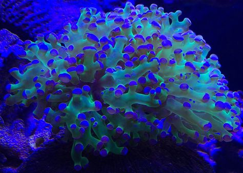 Frogspawn coral Frogspawn Coral, Coral