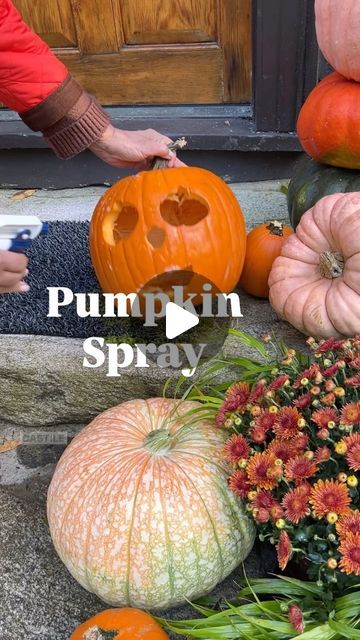 Babs on Instagram: "Is there anything scarier (or more disappointing) than spending so much time picking pumpkins and carving pumpkins only for them to be eaten to bits by critters or sunken from decay?  NO MORE!  Use my Pumpkin Spray and your pumpkins will look great all season long. 

PUMPKIN SPRAY
🎃 To 16 ounces of water in a spray bottle, add 2 tablespoons of Castile Soap; 20 drops of peppermint oil; and one teaspoon of cayenne pepper. 

The Castile soap and peppermint are antifungal.  And deter rodents.  But the real key - Cayenne!  Spray pumpkins every other day or as needed.

A FEW MORE TIPS FOR GETTING THAT PUMPKIN TO LAST
🎃 When choosing a pumpkin, try to choose one that still has a green stem in tact (it’s fresher.) 

🎃 Handle your pumpkin with care. The more bumps and bruises Preserving Pumpkins, Pumpkin Spray, Porch Pumpkins, Carving Pumpkins, 2024 Halloween, Hello October, Fall Arrangements, Fall Cookies, Halloween Scene