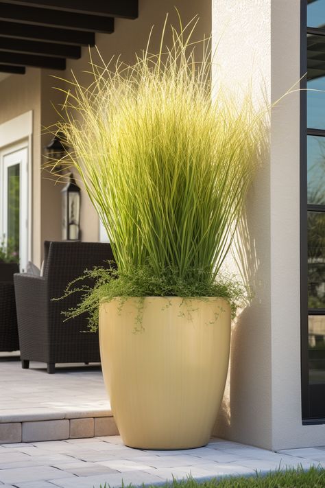 9 Reasons Why Everyone Should Have Lemongrass In Big Pots On Their Patio! - Mental Scoop Lemongrass In Pots Patio, Big Pots For Plants Ideas, Lemongrass Planters, Grasses For Pots, Plants Ideas Indoor, Patio Flower Pots, Lemongrass Plant, Big Pots, Garden Planter Ideas