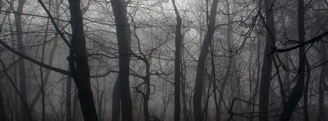 Dead Forest, 2560x1440 Wallpaper, Aesthetic Header, Facebook Cover Images, Dark Images, Twitter Header Pictures, Forest Background, Twitter Header Photos, Night Forest