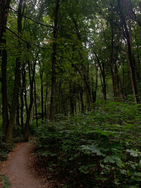 Forest Dnd Druid, Summer Forest, Forest Photos, After The Rain, Forest Photography, Green Art, Nature Aesthetic, 50 50, The Rain