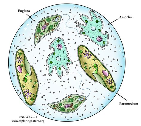 Unicellular Organisms, Cell Theory, Cell Forms, Gravitational Waves, Human Body Anatomy, Cell Membrane, Body Anatomy, Teaching Ideas, Science And Technology