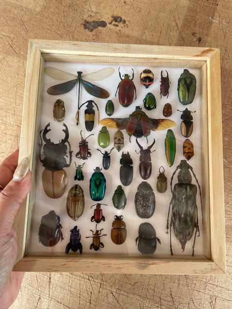 Entomology Decor, Fantasy Craft, Cabinet Of Curiosity, Insect Taxidermy, Wet Specimen, Bug Tattoo, Bug Collection, Insect Collection, Cool Bugs