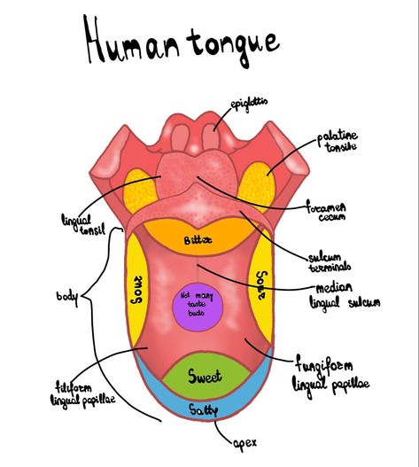 Tongue Anatomy Drawing, Tongue Anatomy, Dental Notes, Tongue Drawing, Organs Anatomy, Nervous System Anatomy, Human Tongue, Drawing Learning, Basic Anatomy