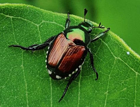 Which chemicals to treat grubs: Japanese beetles and other insects in the Scarabaeidae family, order Coleoptera, go through four developmental stages: egg, larvae—or grub—pupae, and adult (shown here.) Plant Lice, Tomato Worms, Japanese Beetle, Common Garden Plants, Spring Lawn Care, Natural Mosquito Repellant, Fire Ants, Japanese Beetles, Old Farmers Almanac