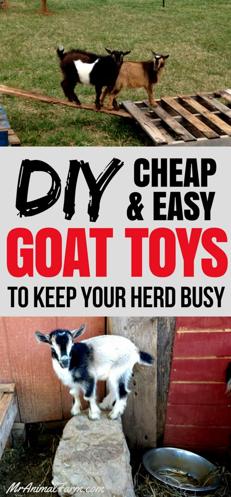 Goat Toys!  Awesome DIY & Cheap toys for goats to keep them busy and entertained.  Every herd needs some goat toys! Goat Entertainment Ideas, Diy Goat Playground, Goat Toys Playground, Goat Enrichment Ideas, Goat Playground Ideas Diy, Toys For Goats, Goat House Ideas, Goat Playground Ideas, Goat Pen Ideas