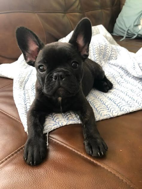 French Puppy, Frenchie Bulldog Puppy, Baby French Bulldog, Bat Ears, Cute Animal Tattoos, French Bulldog Funny, Bulldog Francese, Really Cute Puppies, Frenchie Bulldog