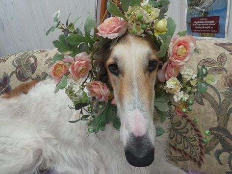 princess jewel Pinup Doll, Borzoi Dog, Silly Dogs, Greyhound, I Love Dogs, A Flower, Funny Dogs, A Dog, Best Dogs