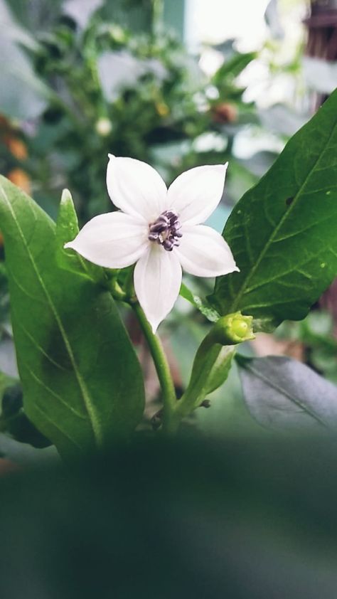 Capsicum Annuum, 5 Elements, Body Modifications, Flower Photos, Flower Tattoo, Natural Beauty, Persona, Plants, Flowers