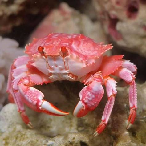 Marine Animals Reference, Sea Creatures Reference, Crab Reference Photo, Pink Sea Creatures, Crab Person, Crab Reference, Crab Aesthetic, Crab Pictures, Crustacean Core