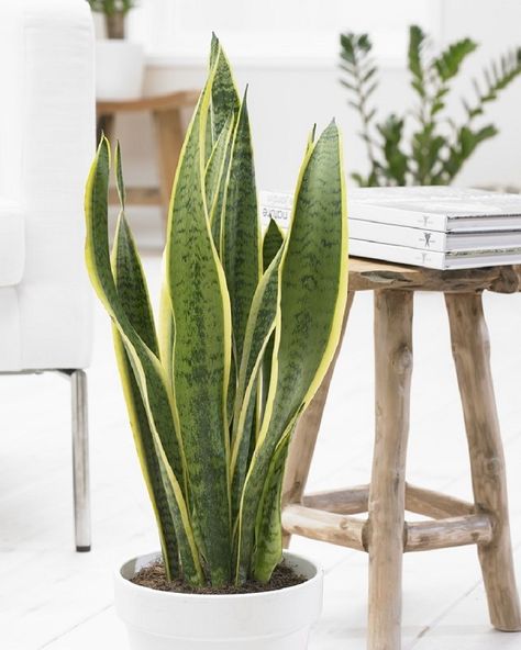 An Experts Guide to the Best Houseplants for Each Room — Heart Home Variegated Snake Plant, Low Maintenance House Plants, Best Bathroom Plants, Sansevieria Laurentii, Hedera Helix, Sansevieria Trifasciata, Japanese Maple Tree, Plant Supplies, Bathroom Plants