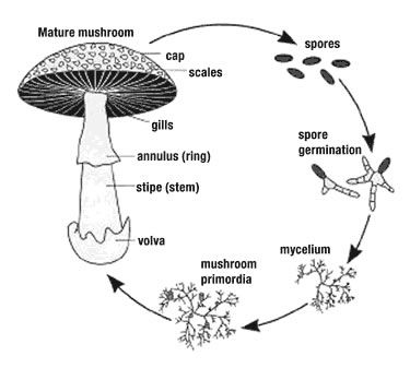 Growing Mushrooms At Home, Mushroom Spores, Mushroom Cultivation, Garden Mushrooms, Plant Science, Mushroom Fungi, Forest School, The Mushroom, Homeschool Science