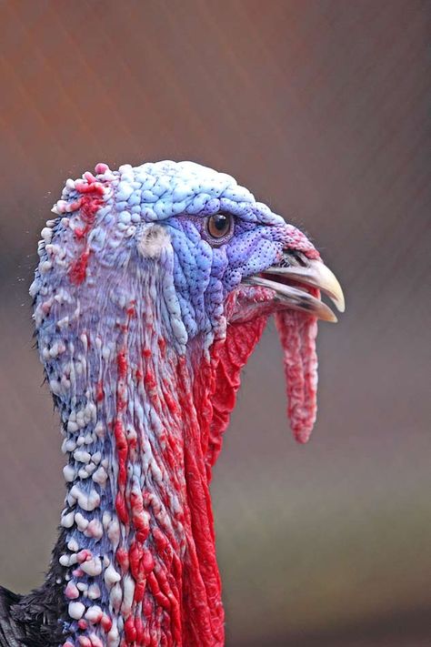 Turkey Animal Photography, Turkey Reference, Turkey Breeds, Bronze Turkey, Farming Land, Pet Turkey, Turkey Head, Steam Trains Photography, Nature Drawings