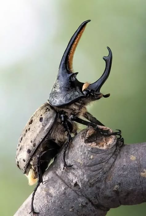 40 Outstanding Macro Photography Examples and Tips - Greenorc Rhinoceros Beetle, Rhino Beetle, Cool Insects, Insect Photography, Beetle Insect, Photography Examples, Cool Bugs, A Bug's Life, Beautiful Bugs