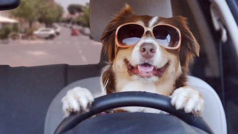 Dog Driving, Funny Dance Moves, Funny Sunglasses, Driving Home For Christmas, Merry Christmas Dog, Cute Spanish Quotes, Dog Car Seat Cover, Cheap Dogs, Dog Shop