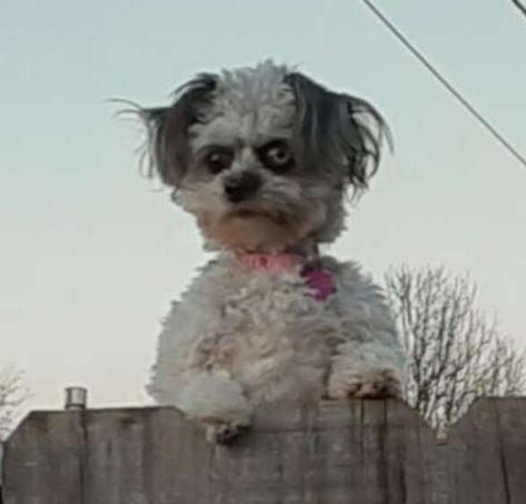 Dog Peeking, Funny Dog Faces, Heartwarming Pictures, Ugly Dogs, Goofy Dog, Cake House, Scary Dogs, Funny Animal Photos, Dog People