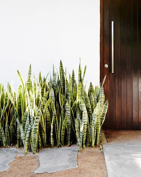 // l a n d s c a p i n g Granitic Sand, Waterwise Garden, Sansevieria Trifasciata, Trendy Plants, Dry Garden, Desert Garden, Garden Maintenance, Native Garden, Indoor Gardening