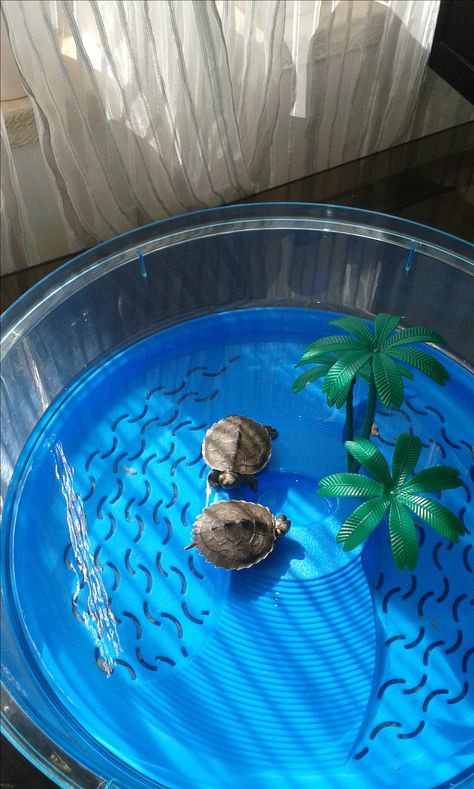 Turtle Pet Care, Turtle Pet Aesthetic, Pet Turtle Tank Aesthetic, Turtle Pet Tanks, Pet Turtle Aesthetic, Tortoise Aquarium, Turtle Tub, Turtle Cage, Turtles Pet