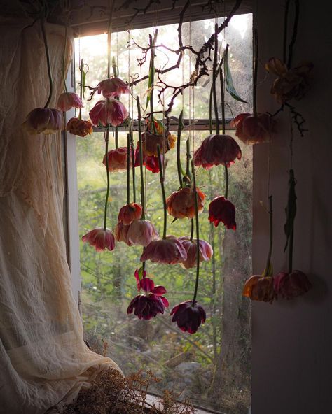 Bex Partridge (@botanical_tales) posted on Instagram: “Here we go again It’s always a good moment in the year, when the flowers start to be hung out to dry. Attempting tulips part 2 - aiming for…” • Apr 28, 2022 at 7:28pm UTC How To Dry Tulips, Drying Flower Petals, Dried Tulips, Bex Partridge, Spring Scenes, Flower Event, Paint Decor, Cherry Picking, Spring Scene